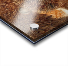 IMG 4317 - Old man And his grizzly bear Acrylic print