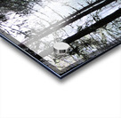 Scottish Highlands Misty Morning Pine Forest Acrylic print