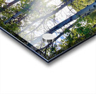 IMG 2143 Light through the aspens Acrylic print