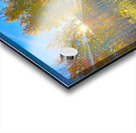 IMG 2250 bright rays of light in the aspens Acrylic print