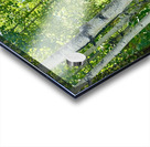 IMG aspen trees  and purple flowers Acrylic print