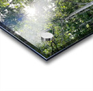 IMG 2048 White light through the Aspen trees Acrylic print