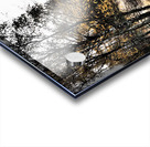  Scottish Highlands Autumnal Nature Trail                                                                                                                     Acrylic print