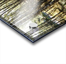 Amongst the Trees                                                                                                                   Acrylic print