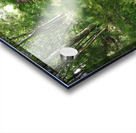 Light and Shadow on a Scottish Highlands Trail                                                                                                                      Acrylic print