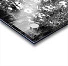  Scottish Highlands Monochrome Daises                                                                                                                     Acrylic print