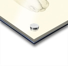 Pensive sheep Pencil drawing Acrylic print