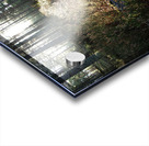 Sunlight on the Trail                                                                                                                      Acrylic print