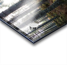 Sunlight through the Pines                                                                                                                      Acrylic print