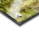 Sycamore Emerald Tunnel Promenade  Acrylic print