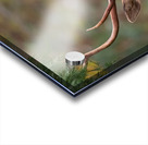 The Crowned Prince Acrylic print