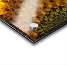Sunflower American Giant variety macro Acrylic print