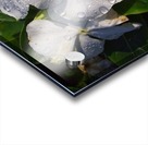 Vinca Acrylic print