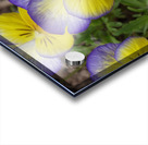 Pansy Acrylic print