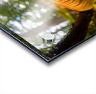 mushroom in the forest Acrylic print