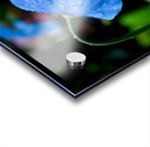 Himalayan Poppy Acrylic print