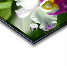 Purple And White Orchids Acrylic print