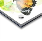 Butterfly Acrylic print