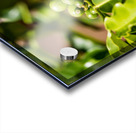 Kauai Coffee Company   Hawaii 0150 Acrylic print