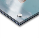 Pelican Acrylic print