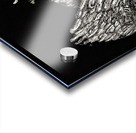 birdOFprey copy Acrylic print