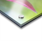 Hyde Flower Acrylic print