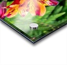 flowers nature Acrylic print