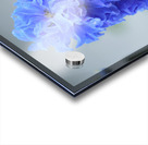 Blue Delphinium - Pacific Giant Acrylic print