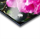 Fuschia Rose in Brentwood Gardense brentwood Acrylic print