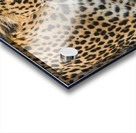 Leopard Acrylic print