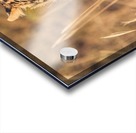 Leopard Acrylic print