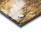 Leopard Acrylic print