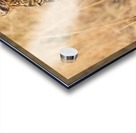 leopard Acrylic print