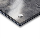 Elephant Eyes Acrylic print