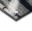 Lioness at the Watering Hole Acrylic print