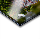 Bristlecone Pine Acrylic print