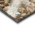 Snapchat 1522267205 Acrylic print