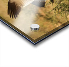 AdriaanPrinsloo 4564 Acrylic print