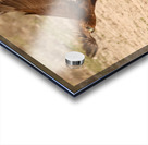 AdriaanPrinsloo 7140 2 Acrylic print