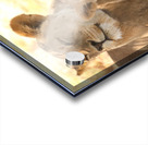 AdriaanPrinsloo 6659 Acrylic print