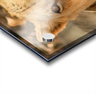 AdriaanPrinsloo 7888 Acrylic print