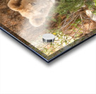 AdriaanPrinsloo 6686 Acrylic print