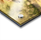 AdriaanPrinsloo 6942 Acrylic print