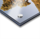 Nice tree of my village Acrylic print