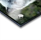 Yellowstone Wolf Acrylic print