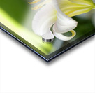 Lily Acrylic print
