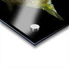 Hummingbird Acrylic print