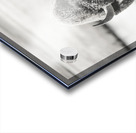 Bison B&W Acrylic print