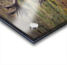 Alaskan Caribou  Acrylic print