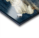 Pelicans Napping Acrylic print